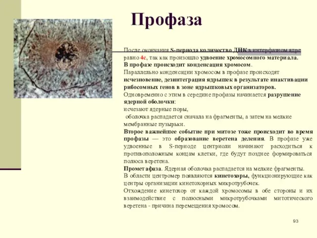 Профаза После окончания S-периода количество ДНК в интерфазном ядре равно 4c,