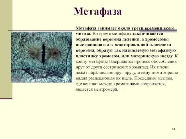 Метафаза Метафаза занимает около трети времени всего митоза. Во время метафазы