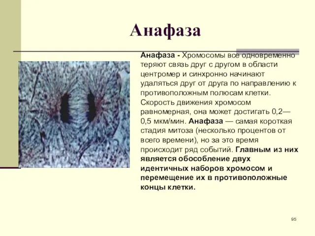 Анафаза Анафаза - Хромосомы все одновременно теряют связь друг с другом