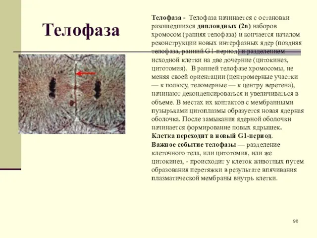 Телофаза Телофаза - Телофаза начинается с остановки разошедшихся диплоидных (2n) наборов