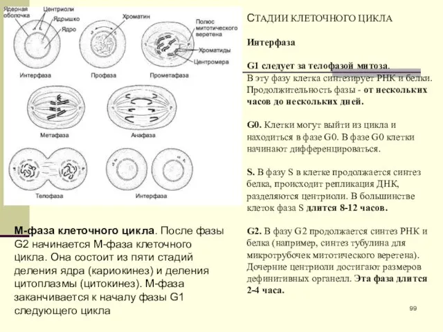 . СТАДИИ КЛЕТОЧНОГО ЦИКЛА Интерфаза G1 следует за телофазой митоза. В