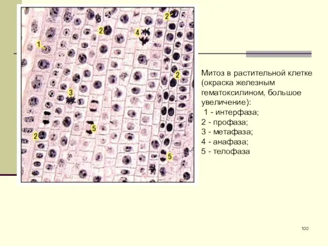 Митоз в растительной клетке (окраска железным гематоксилином, большое увеличение): 1 -