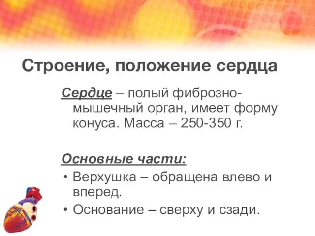 Строение, положение сердца Сердце – полый фиброзно-мышечный орган, имеет форму конуса.