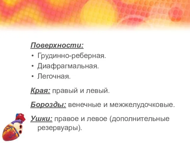 Поверхности: Грудинно-реберная. Диафрагмальная. Легочная. Края: правый и левый. Борозды: венечные и