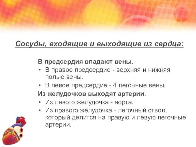 Сосуды, входящие и выходящие из сердца: В предсердия впадают вены. В