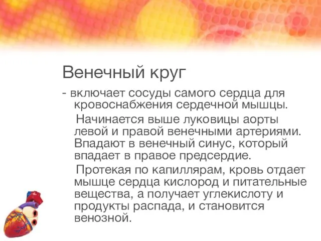 Венечный круг - включает сосуды самого сердца для кровоснабжения сердечной мышцы.