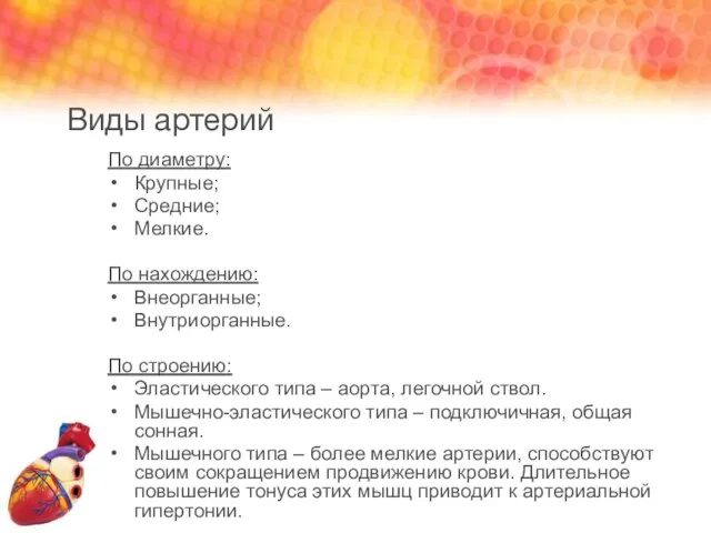 Виды артерий По диаметру: Крупные; Средние; Мелкие. По нахождению: Внеорганные; Внутриорганные.