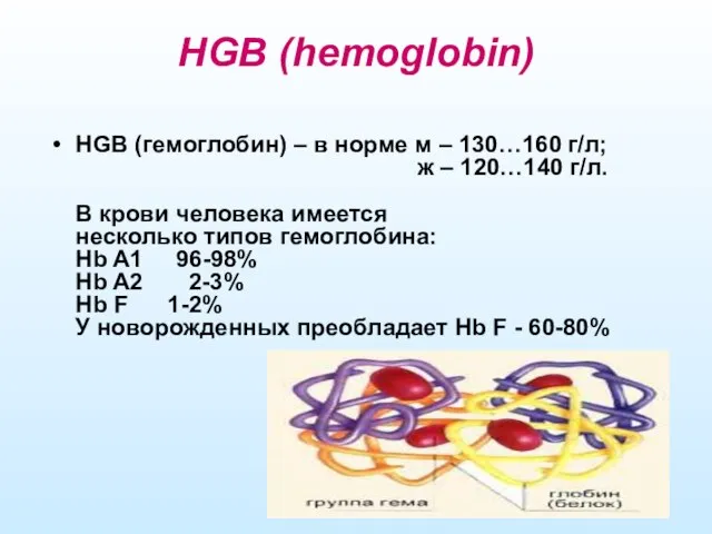 HGB (hemoglobin) HGB (гемоглобин) – в норме м – 130…160 г/л;