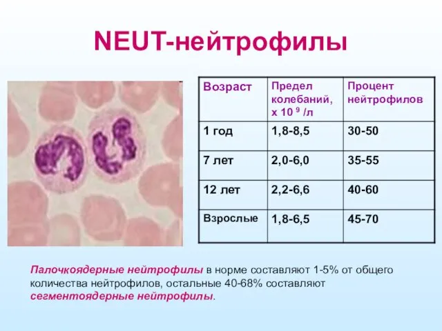 NEUT-нейтрофилы Палочкоядерные нейтрофилы в норме составляют 1-5% от общего количества нейтрофилов, остальные 40-68% составляют сегментоядерные нейтрофилы.