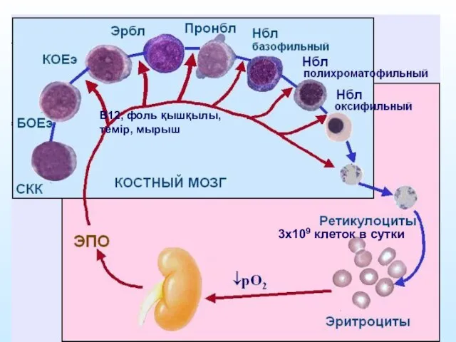 В12, фоль қышқылы, темір, мырыш 3х109 клеток в сутки