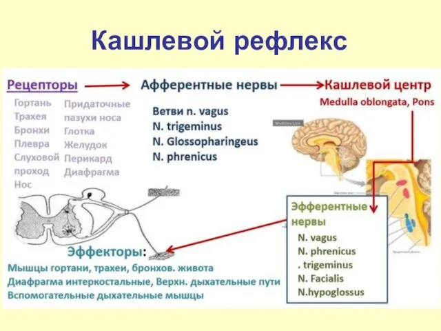 Кашлевой рефлекс