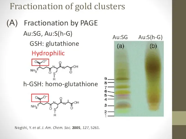 Fractionation by PAGE Au:SG, Au:S(h-G) GSH: glutathione h-GSH: homo-glutathione Negishi, Y.