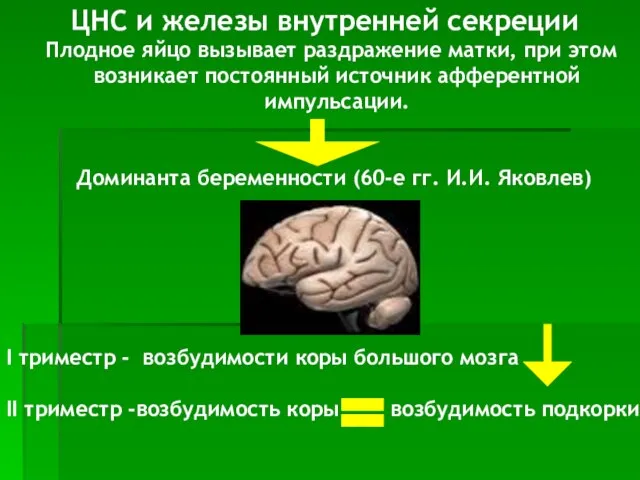 ЦНС и железы внутренней секреции Плодное яйцо вызывает раздражение матки, при