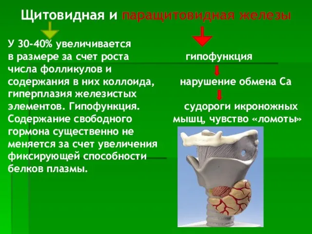 Щитовидная и паращитовидная железы У 30-40% увеличивается в размере за счет