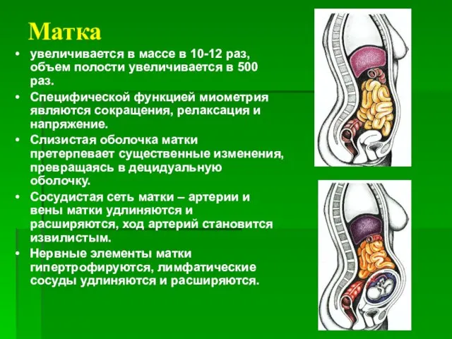 Матка увеличивается в массе в 10-12 раз, объем полости увеличивается в