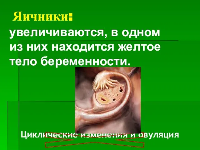 Яичники: увеличиваются, в одном из них находится желтое тело беременности. Циклические изменения и овуляция