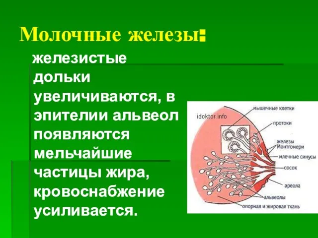 Молочные железы: железистые дольки увеличиваются, в эпителии альвеол появляются мельчайшие частицы жира, кровоснабжение усиливается.