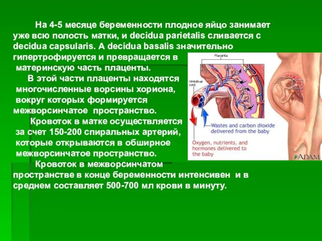 На 4-5 месяце беременности плодное яйцо занимает уже всю полость матки,