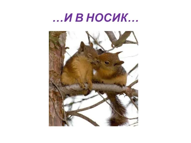 …И В НОСИК…