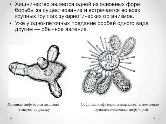 Хищничество является одной из основных форм борьбы за существование и встречается