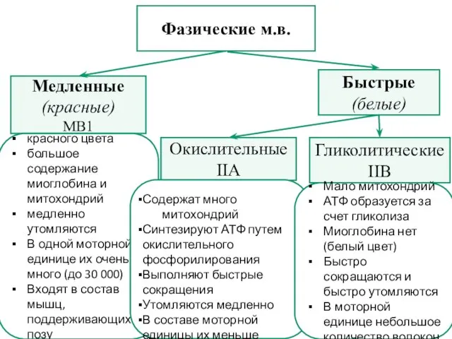 Фазические м.в. Медленные (красные) МВ1 Окислительные IIА Быстрые (белые) Гликолитические IIВ