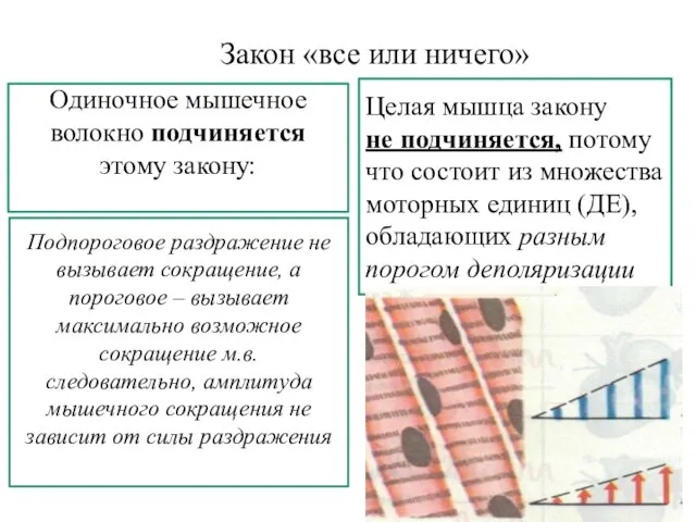 Закон «все или ничего» Одиночное мышечное волокно подчиняется этому закону: Подпороговое