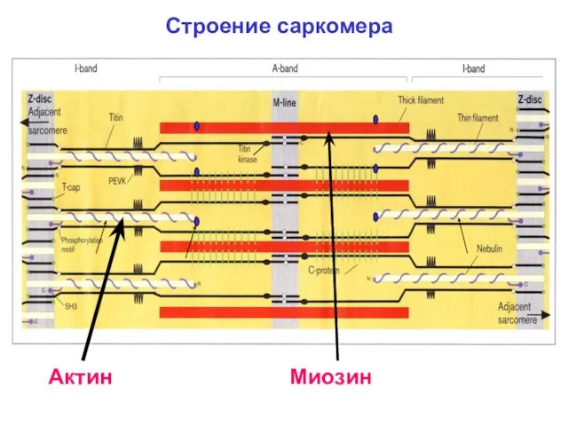 Строение саркомера Миозин Актин