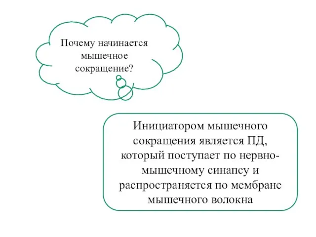 Почему начинается мышечное сокращение? Инициатором мышечного сокращения является ПД, который поступает