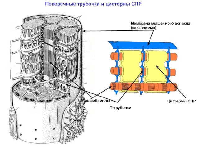 Мембрана мышечного волокна (сарколемма) Миофибриллы T-трубочки Цистерны СПР Поперечные трубочки и цистерны СПР