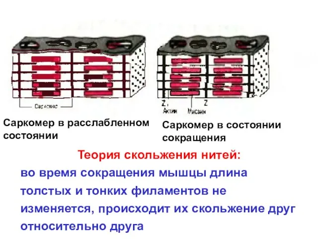 Саркомер в расслабленном состоянии Саркомер в состоянии сокращения Теория скольжения нитей: