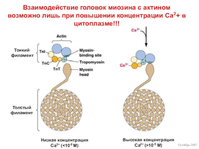 Октябрь 2007 Низкая концентрация Са2+ ( Высокая концентрация Са2+ (>10-5 M)