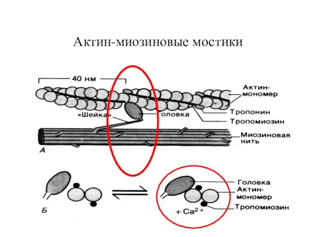 Актин-миозиновые мостики