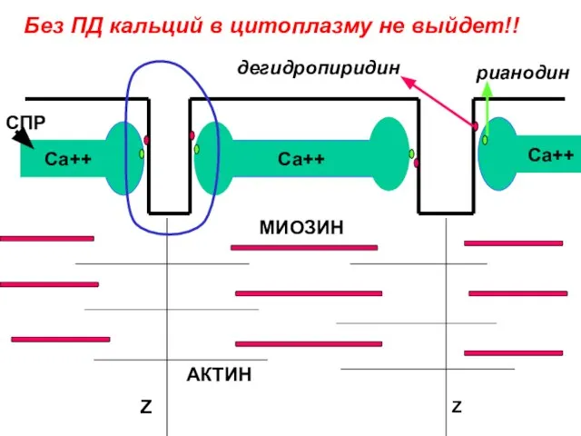 Са++ Са++ Са++ СПР МИОЗИН АКТИН Ζ Ζ дегидропиридин рианодин Без