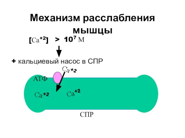 Механизм расслабления мышцы [Са+2] 107 М + кальциевый насос в СПР