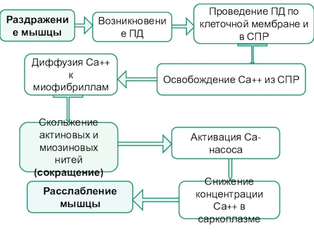 Активация Са-насоса Раздражение мышцы Возникновение ПД Проведение ПД по клеточной мембране