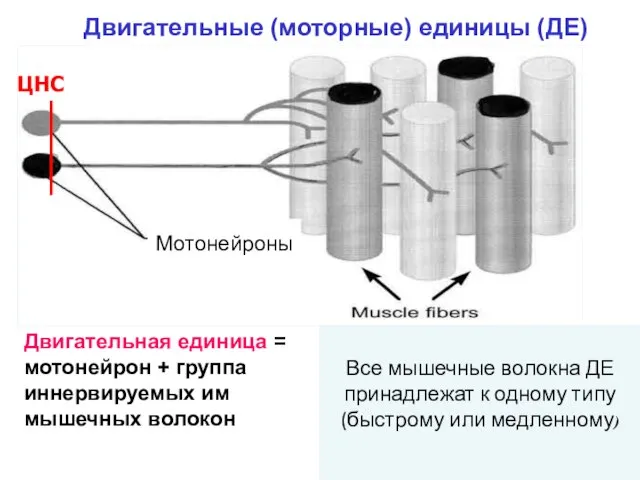 Двигательные (моторные) единицы (ДЕ) ЦНС Двигательная единица = мотонейрон + группа