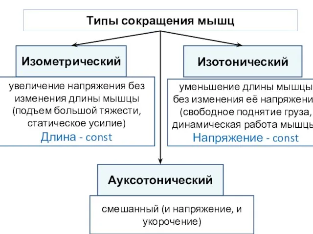 Типы сокращения мышц Изометрический Изотонический Ауксотонический увеличение напряжения без изменения длины