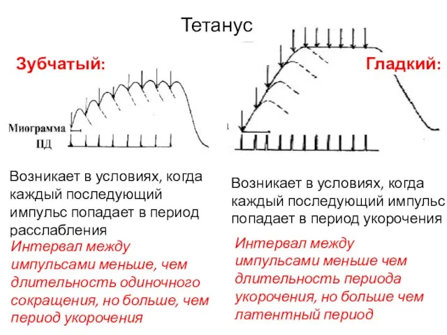 Тетанус Зубчатый: Возникает в условиях, когда каждый последующий импульс попадает в