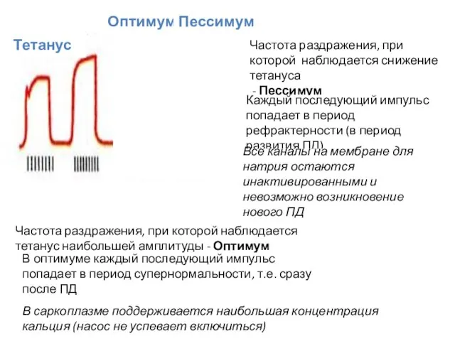 Тетанус Частота раздражения, при которой наблюдается тетанус наибольшей амплитуды - Оптимум