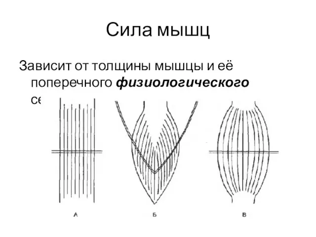 Сила мышц Зависит от толщины мышцы и её поперечного физиологического сечения