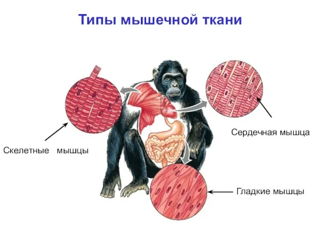 Гладкие мышцы Скелетные мышцы Сердечная мышца Типы мышечной ткани