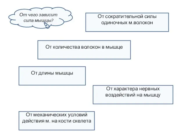 От чего зависит сила мышцы? От сократительной силы одиночных м.волокон От