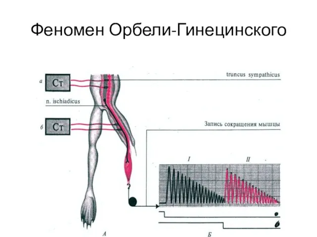 Феномен Орбели-Гинецинского