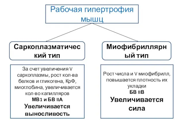 Рабочая гипертрофия мышц Саркоплазматический тип Миофибриллярный тип За счет увеличения V