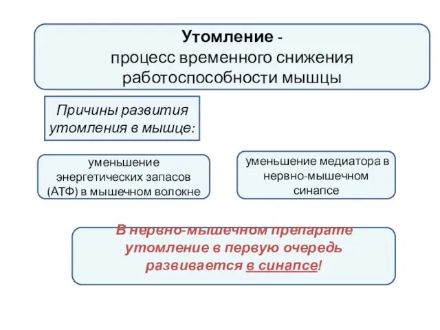 Утомление - процесс временного снижения работоспособности мышцы уменьшение энергетических запасов (АТФ)