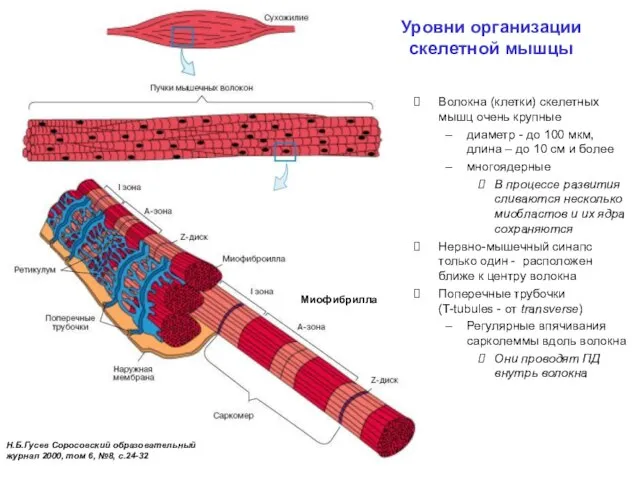 Уровни организации скелетной мышцы Н.Б.Гусев Соросовский образовательный журнал 2000, том 6,