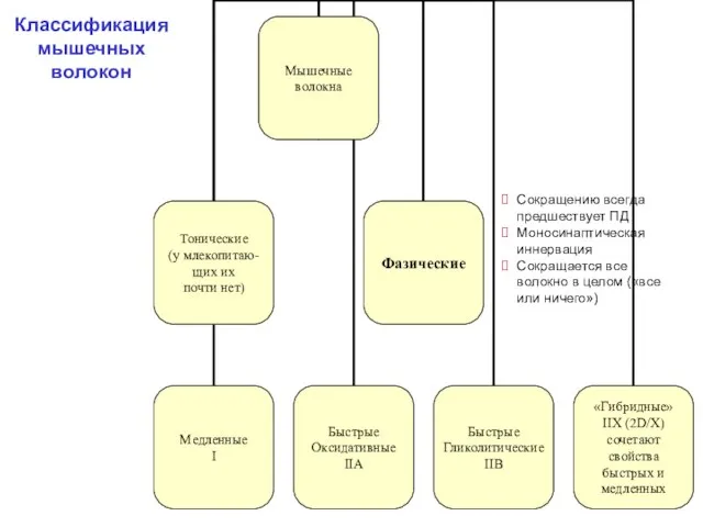 Классификация мышечных волокон