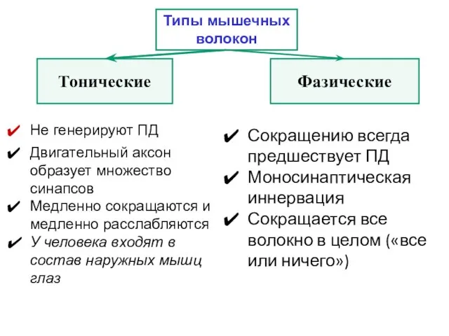 Типы мышечных волокон Тонические Фазические Не генерируют ПД Двигательный аксон образует