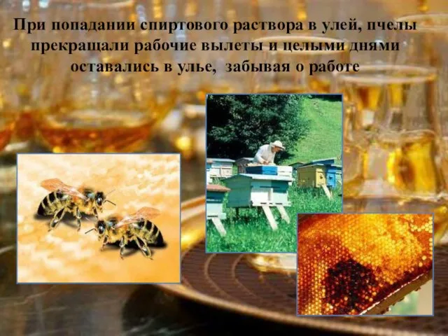 При попадании спиртового раствора в улей, пчелы прекращали рабочие вылеты и