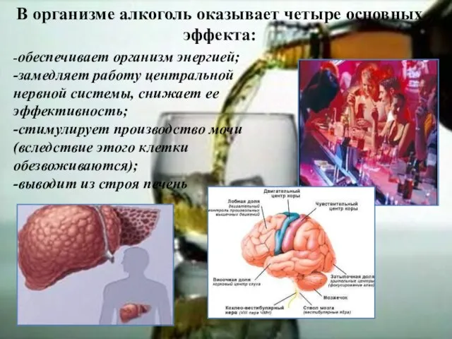 В организме алкоголь оказывает четыре основных эффекта: -обеспечивает организм энергией; -замедляет